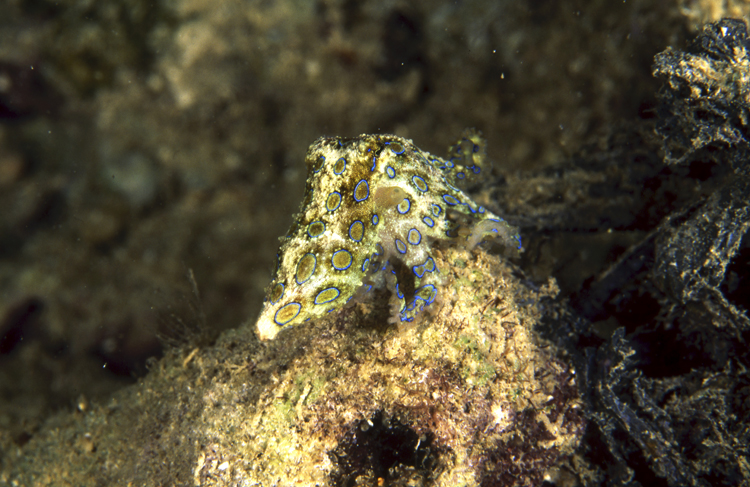 DIVING;Underwater;blue ring octypus;hero;Indonesia;two;close- up;Red sea whips;F180 53F 11