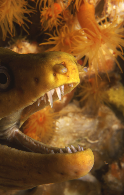 DIVING;UNDERWATER;la paz;mexico;F581_Factor_26E-12;moray eel;gold