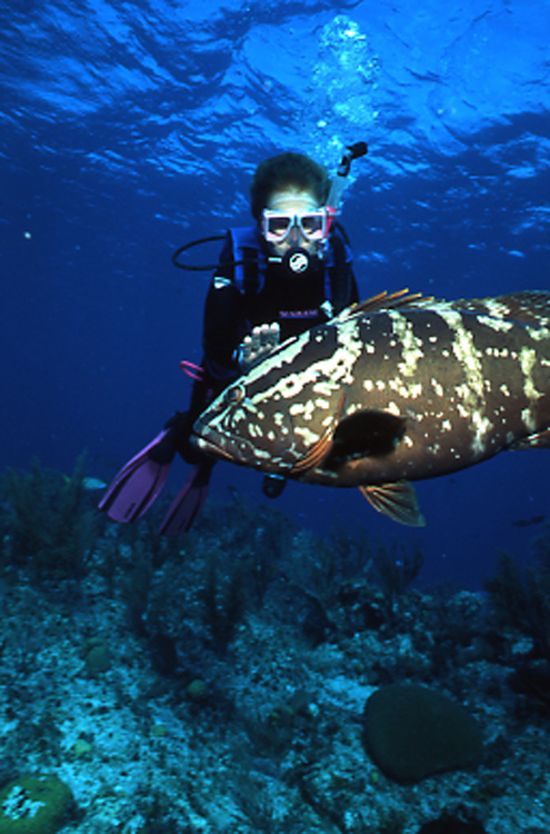 DIVING;underwater;cayman island;diver;F397 11A 8