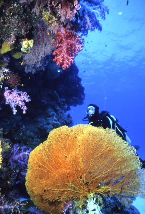 mexico;la paz;divers;diving;reef;F661 026B 14