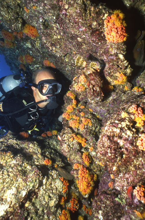 mexico;la paz;divers;diving;reef;F663 026C 11