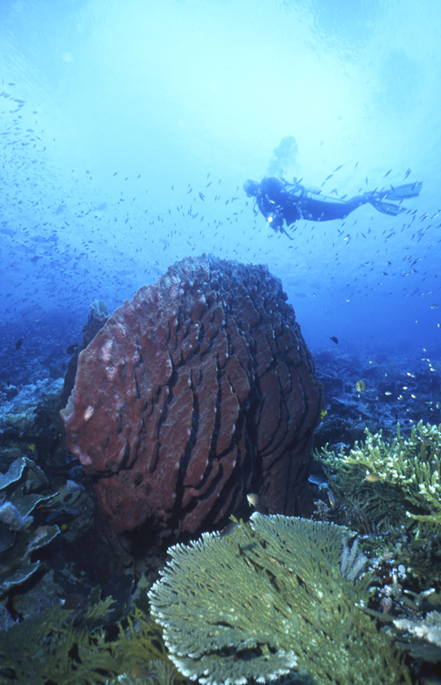 DIVING;divers;reefs;colorful;indonesia;F675 053W 33