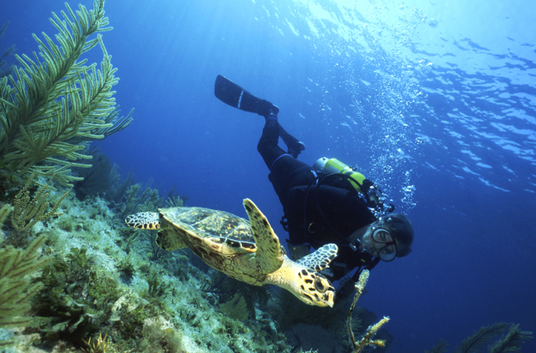 DIVING;UNDERWATER;CAYMAN BRAC;CAYMAN ISLAND;F696 011A8 SK321;diver;turtle