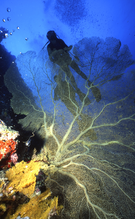 DIVING;UNDERWATER;PALAU;F704 019A 7