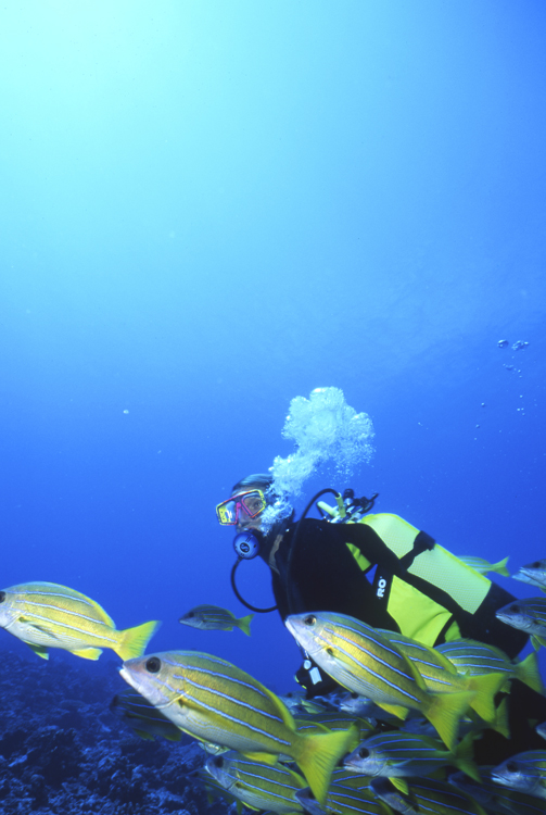 DIVING;UNDERWATER;MOOREA;FRENCH POLYNESIA;F705_031 10