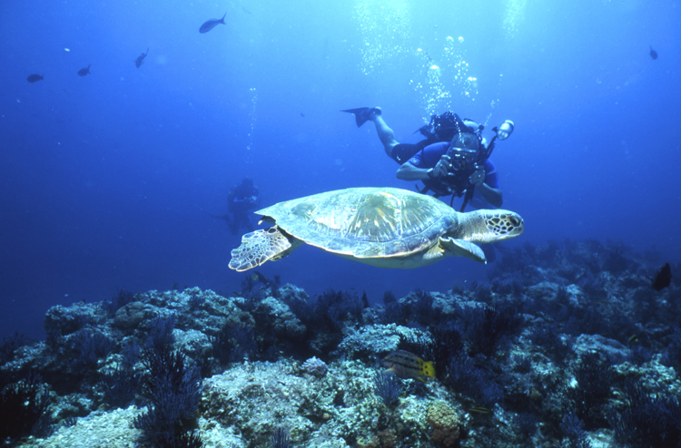 DIVING;UNDERWATER;LA PAZ;MEXICO;F709_Factor_026C 17