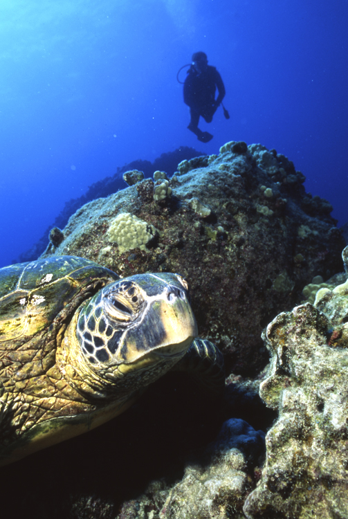 DIVING;UNDERWATER;HAWAII;F713_Factor_05A 13