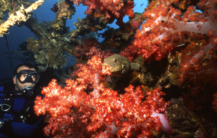 DIVING;UNDERWATER;SIPADAN;MALAYSIA;F721_FACTOR_017A 5