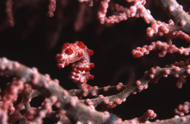 DIVING;seahorse;Pigmy Seahorse;F265 53D 26 2