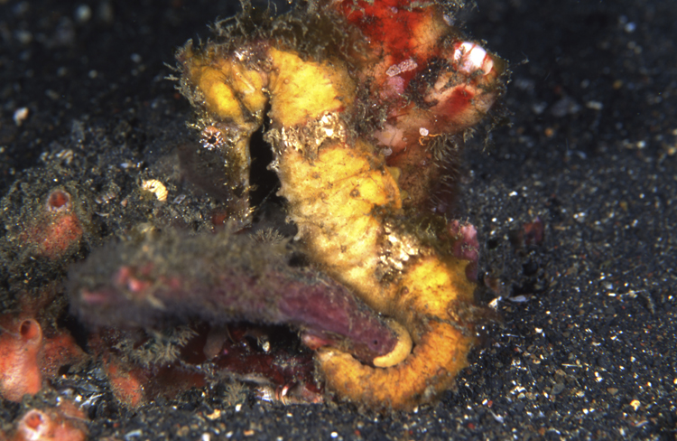 DIVING;seahorse;yellow tigertail seahorse;F271 53E 2 2 SEAHORSE SK39