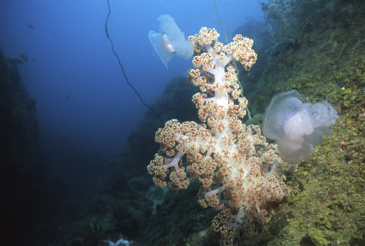 DIVING;underwater;Jelly Fish;two;F360 J4 017A 15