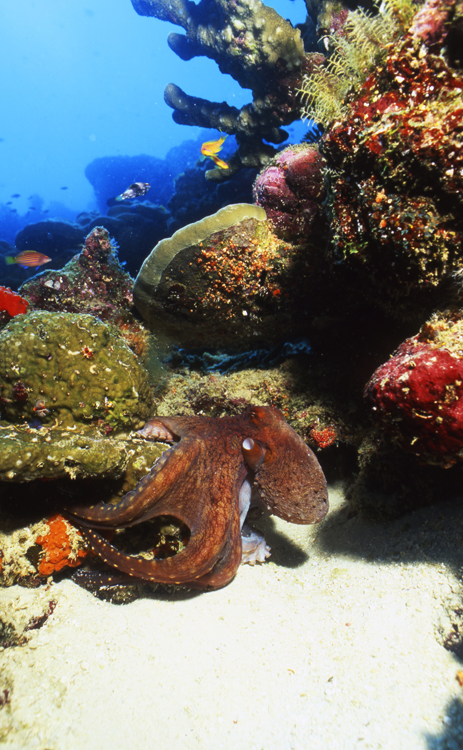 DIVING;UNDERWATER;reefs;thailand;octopus;F1113_FACTOR_61G 10