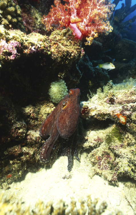 DIVING;underwater;Thailand;octypus;wide angle scene;schools single;hero;F189 61G 10