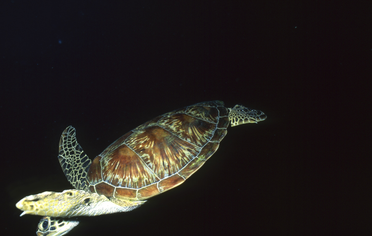 DIVING;underwater;Angelee image;turtle;wide angle scene;hero;F226 19B 24