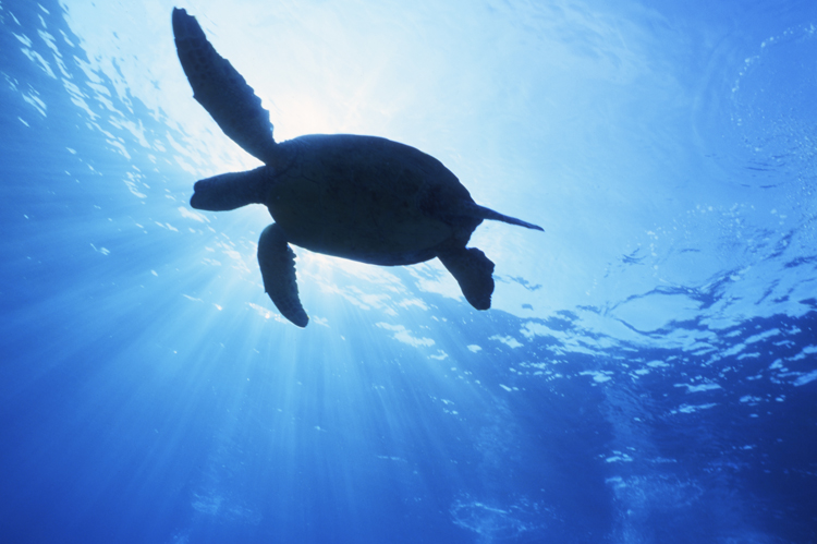 Diving;UNDERWATER;turtle;blue;hawaii;F977_FACTOR 5A