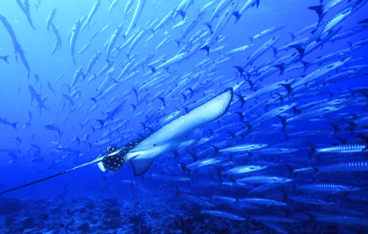 DIVING;UNDERWATER;palau;colorful;reefs;eagle ray;barracuda;school;F1115_FACTOR_19C 13