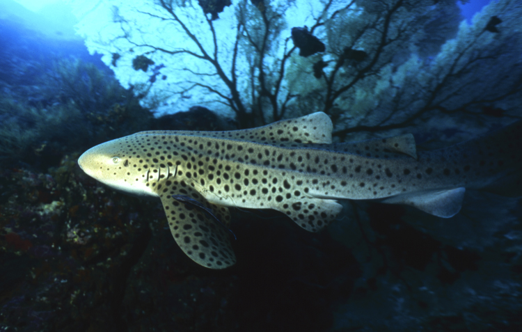 (Multiple values);underwater;F112 061H 19 LEOPARD SHARK