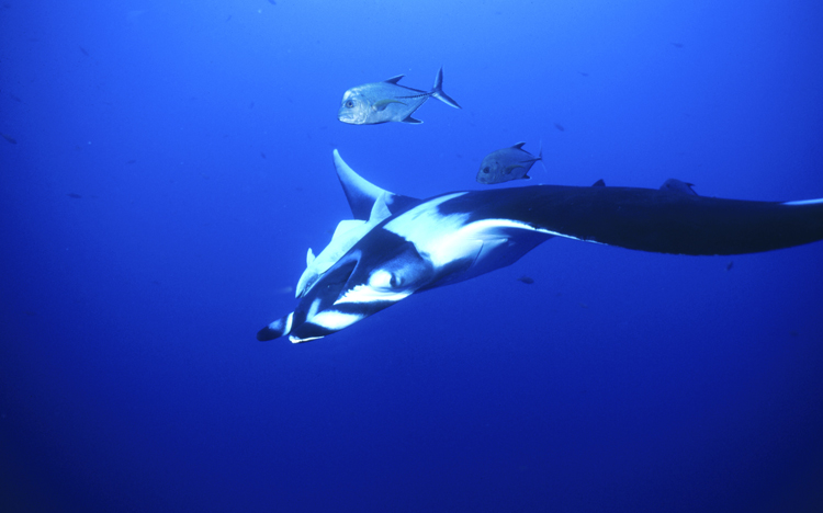 DIVING;underwater;Angelee image;Manta Ray;F214 52 10