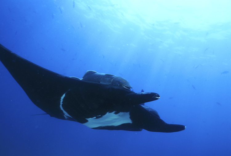 DIVING;underwater;Angelee image;Manta Ray;F215 26B 17