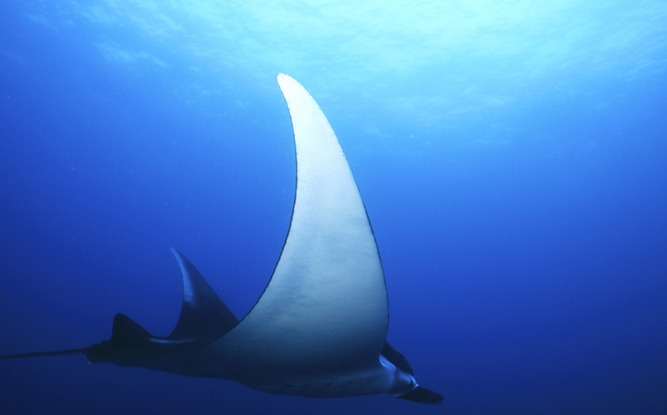 DIVING;underwater;Angelee image;Manta Ray;F219 63 2