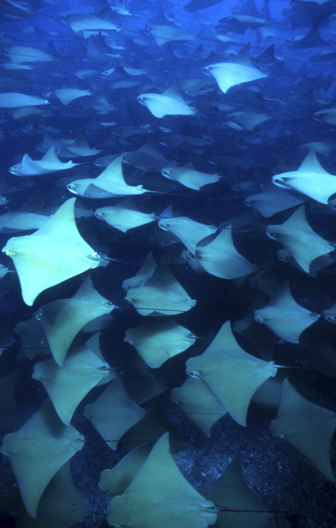 DIVING;Underwater;huge school;hero;cow nose rays;EL OCOTAL-COSTA RICA;F284 63 6