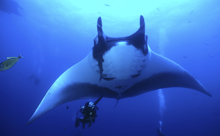 DIVING;Underwater;diver;SOCORRO ISLANDS;Manta Ray;Spade fish;hero;F287 52 13