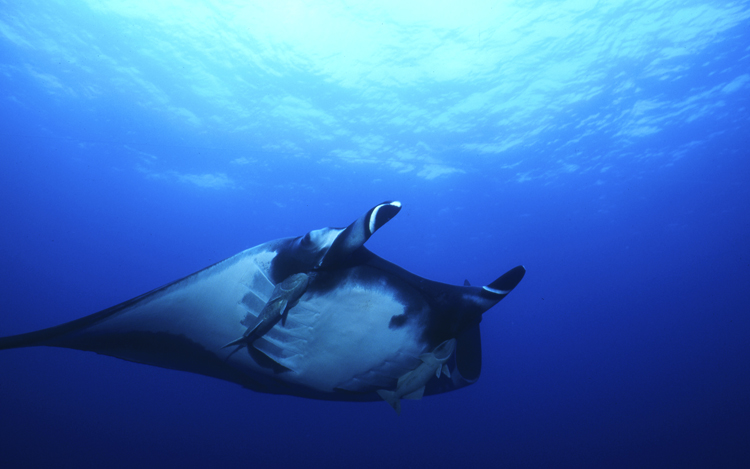 DIVING;Underwater;single;hero;Manta Ray;SOCORRO ISLANDS;F289 52 11