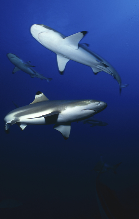 DIVING;Underwater;black tip shark;three;hero;F294 31A 7
