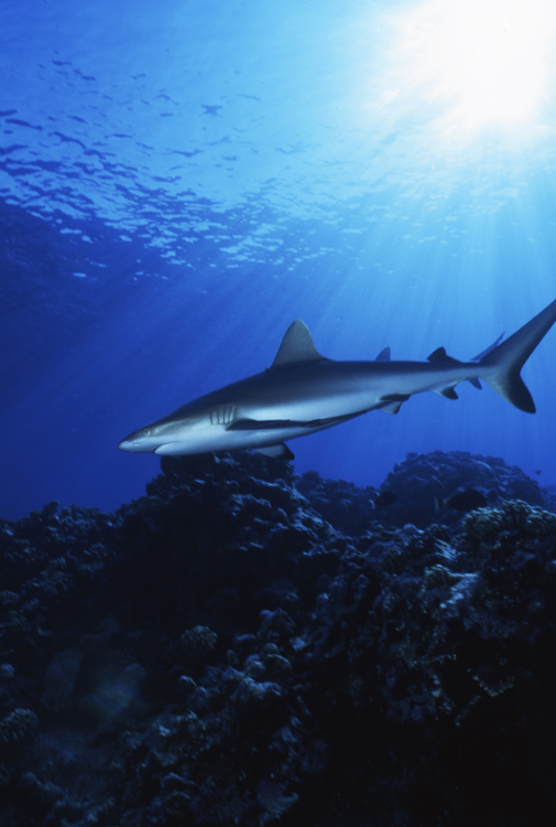 DIVING;Underwater;Grey reef shark;single;MANIHI;FRENCH POLYNESIA;F319 30A 22