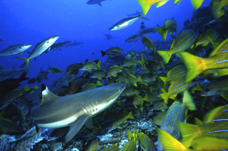 DIVING;underwater;MOOREA FRENCH POLYNESIA;black tip shark;single;school of snappers;F327 31 3 2