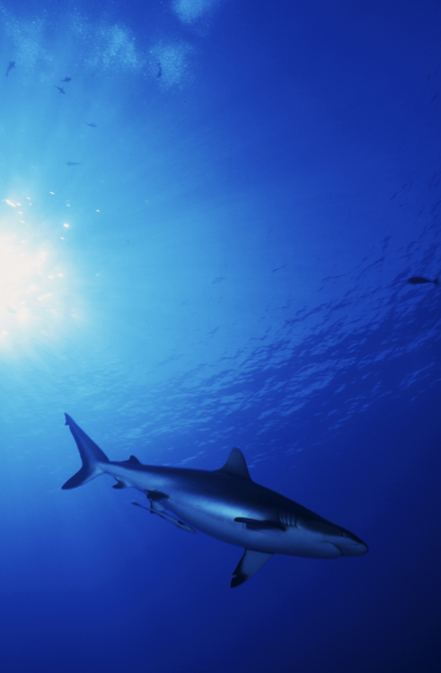 MOOREA FRENCH POLYNESIA;underwater;diving;white tip shark;sun;single;F334 31A 6 2