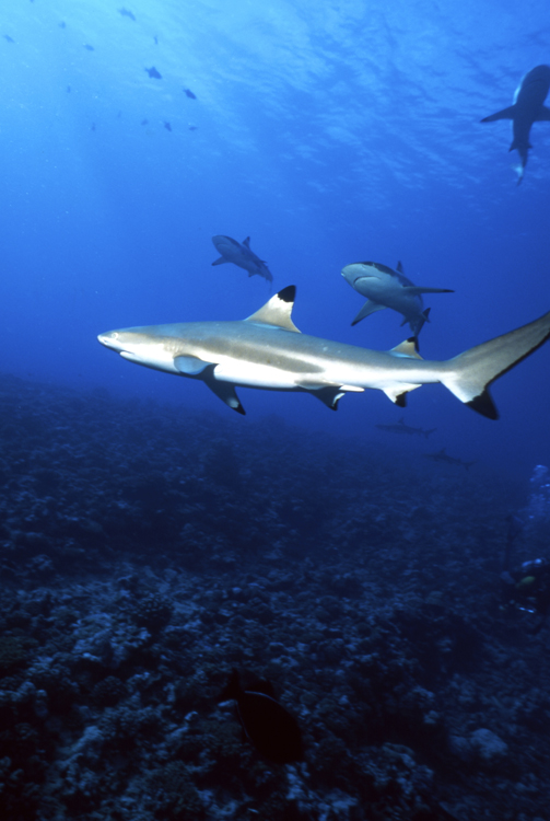 MOOREA FRENCH POLYNESIA;underwater;diving;silhouette;sun;four;F337 31A 7