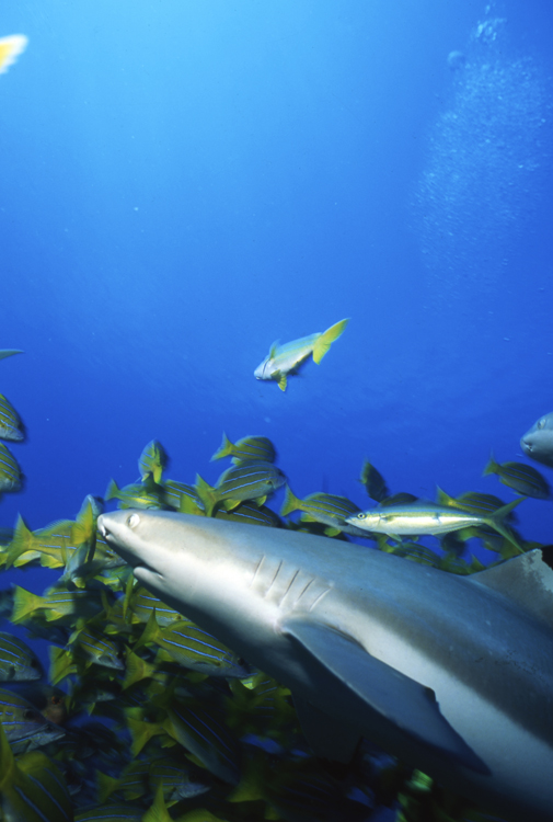 MOOREA FRENCH POLYNESIA;underwater;diving;black tip shark;school snappers;F340 31 10