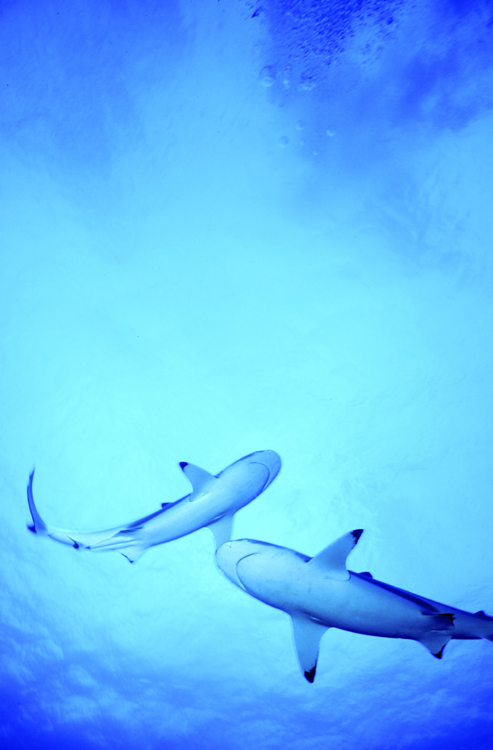MOOREA FRENCH POLYNESIA;underwater;diving;black tip shark;two;underneath shot;F342 31 14