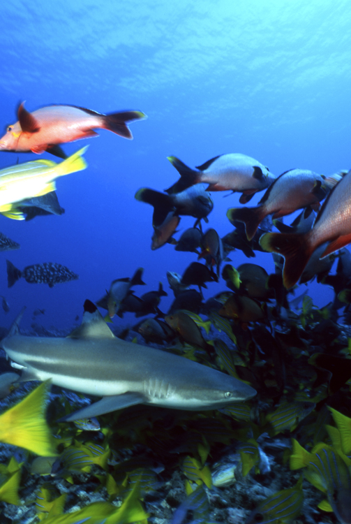 MOOREA FRENCH POLYNESIA;underwater;diving;black tip shark;school snappers;single;F343 31 13 3