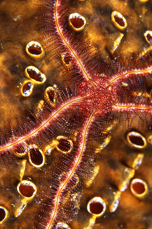 Diving;UNDERWATER;Starfish;colorful;macro;fiji;F1050_FACTOR_7I 13