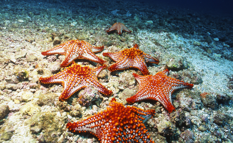 Diving;UNDERWATER;6 STAR FISH;la paz mexico;F1053_FACTOR_26E 10