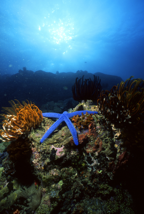 Diving;UNDERWATER;Starfish;solomon island;F1069_FACTOR_51 22