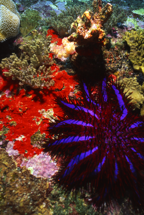 Diving;UNDERWATER;thailand;Starfish;purple;F1070_FACTOR_61 31