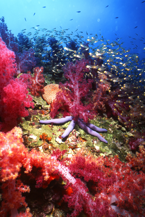 DIVING;UNDERWATER;Starfish;macro;thailandl;F1073_FACTOR_61 58