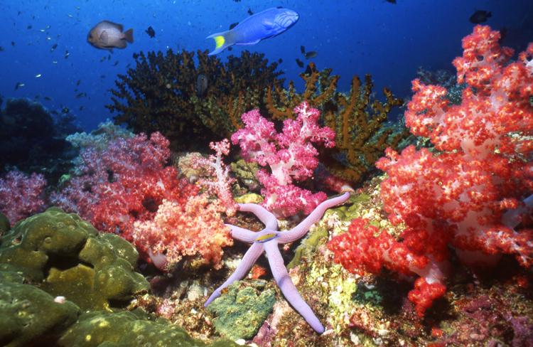 DIVING;UNDERWATER;Starfish;macro;thailand;F1086_FACTOR_61B-19