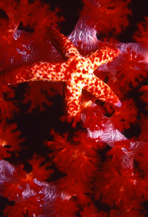 DIVING;UNDERWATER;Starfish;macro;indonesia;F1087_FACTOR_53 14