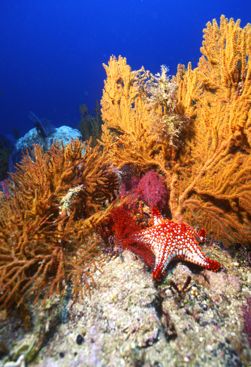 DIVING;UNDERWATER;Starfish;macro;la paz;mexico;F1088_FACTOR_26A 9