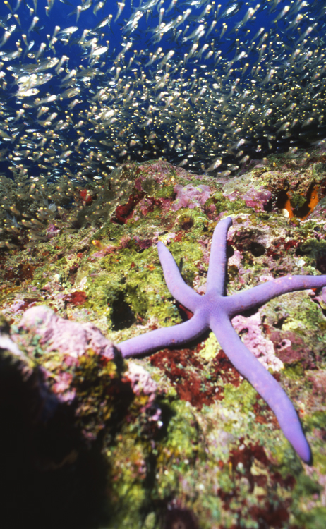 DIVING;UNDERWATER;Starfish;macro;colorful;reefs;thailand;F1092_FACTOR 61