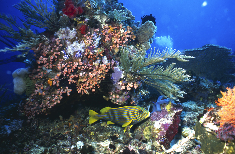 DIVING;Underwater;Angelee Images;coral reef;colorful;wide angle scene;F198 53B 36
