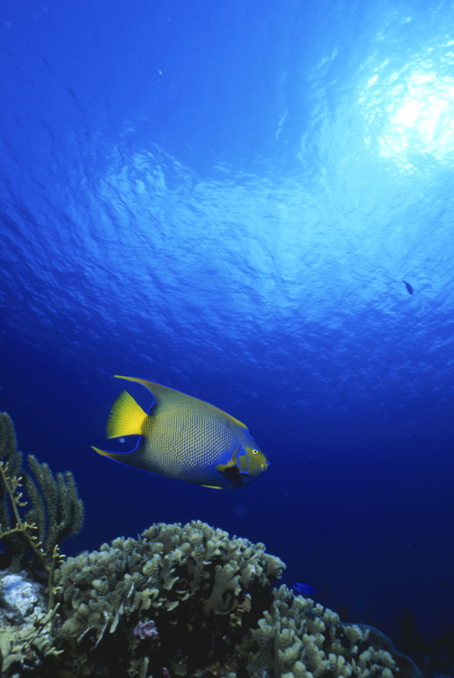 DIVING;Underwater;Angelee Images;queen angel fish;wide angle scene;F199 4