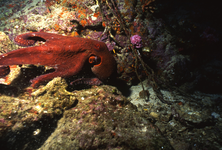 DIVING;Underwater;MALDIVE ISLANDS;octypus;Angelee image;F233 61E 5