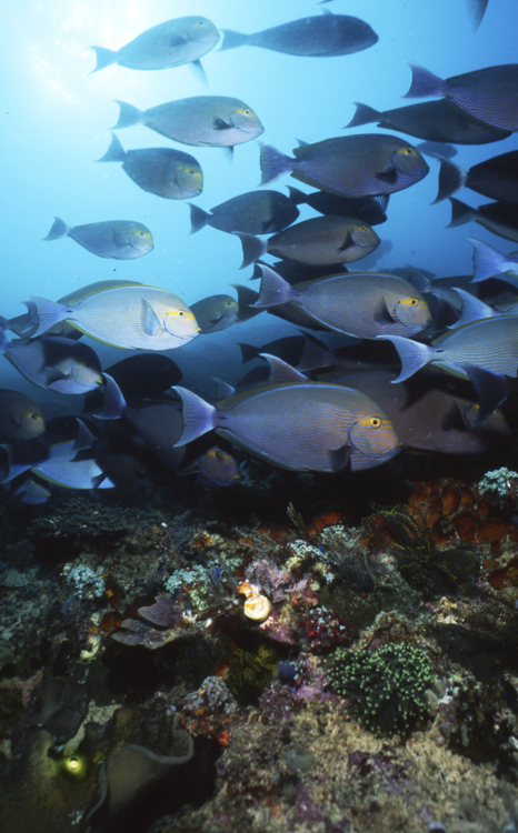 Angelee image;underwater;diving;INDONESIA;schools single;group;F242 53 20