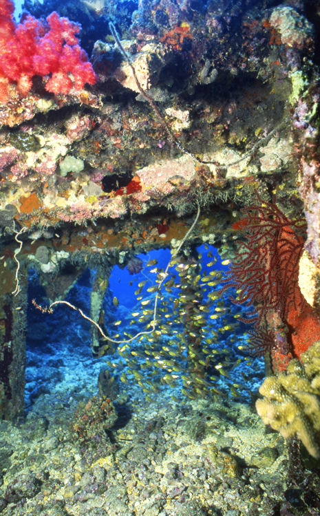 DIVING;UNDERWATER;palau;colorful;reefs;schools;shipwreck;F1122_FACTOR_19C 11