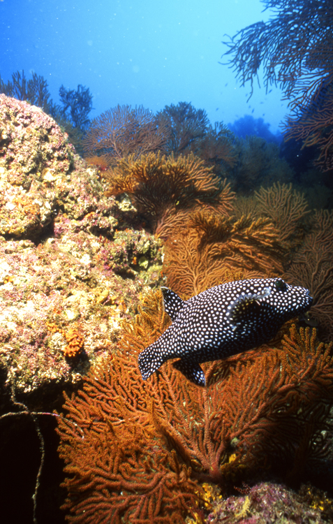 DIVING;UNDERWATER;la paz;mexico;reefs;colorful;F1133_FACTOR_26E 10